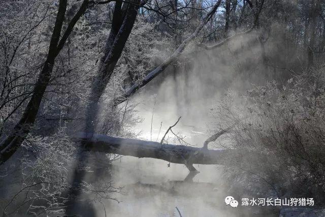 加勒比巡航
